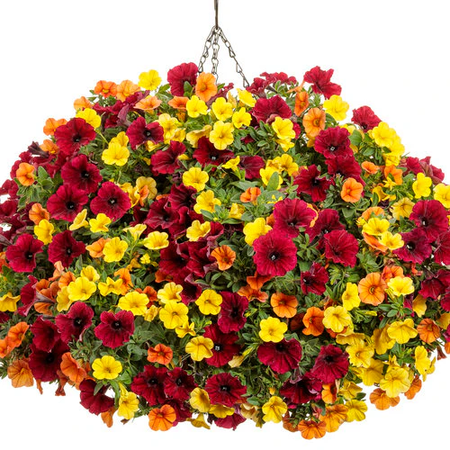 Superbells® Yellow Calibrachoa | Proven Winners® - Image 4