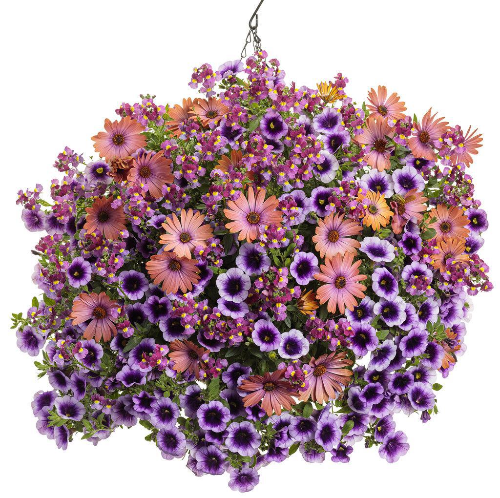 Superbells® Blue Moon Punch™ Calibrachoa | Proven Winners® - Image 3