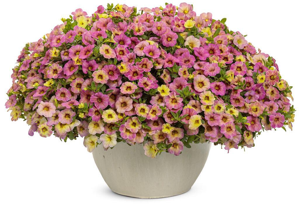 Superbells Magic® Pink Lemonade Calibrachoa | Proven Winners® - Image 3