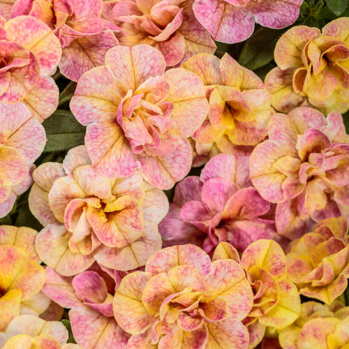 Superbells Magic Double Grapefruit calibrachoa | Proven Winners® - Image 2