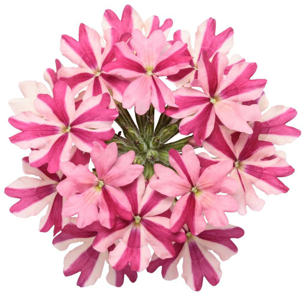 Superbena® Cherryburst Verbena | Proven Winners® - Image 3