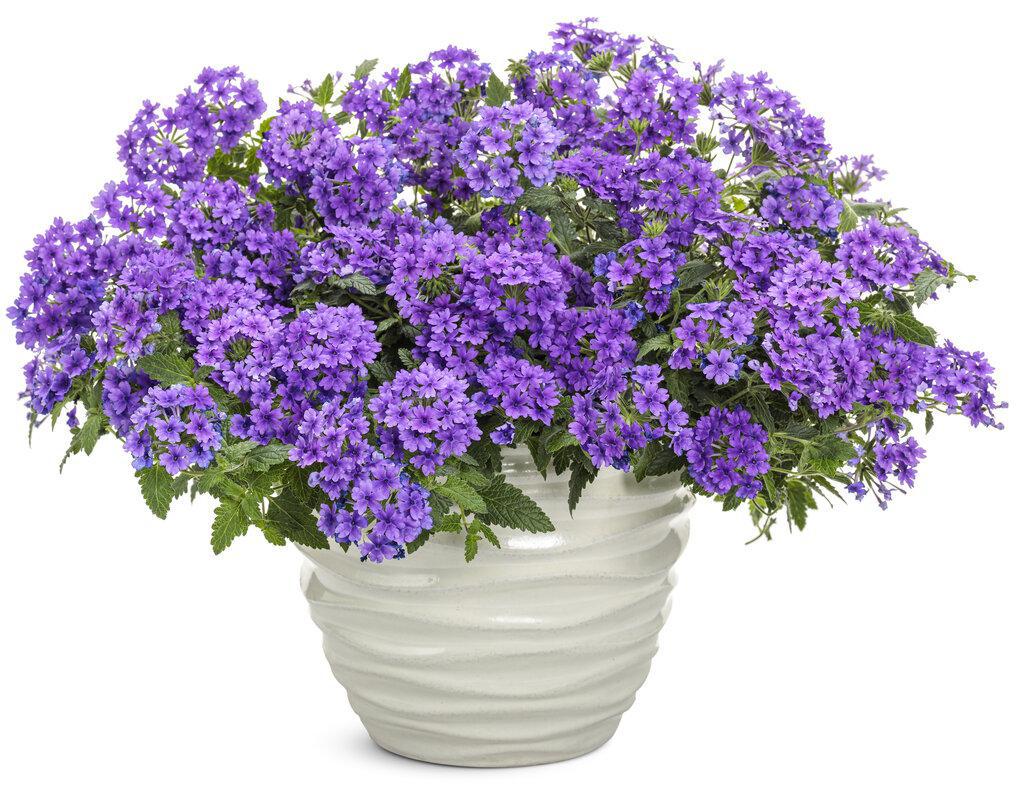Superbena® Cobalt™ Verbena | Proven Winners® - Image 3