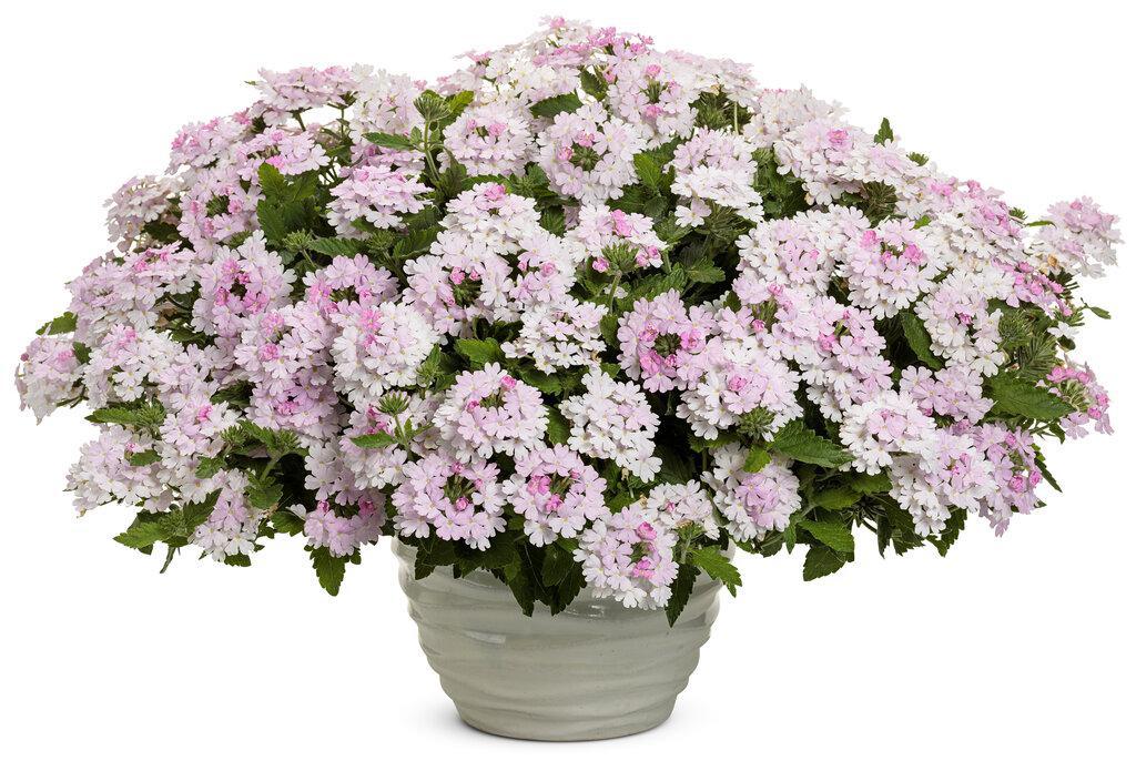 Superbena® Pink Cashmere™ Verbena | Proven Winners® - Image 3