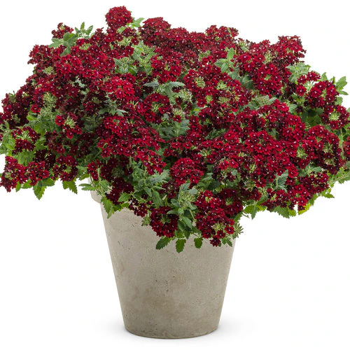 Superbena Royale® Romance Verbena | Proven Winners® - Image 2