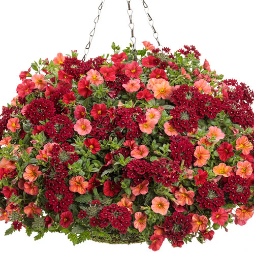 Superbena Royale® Romance Verbena | Proven Winners® - Image 3