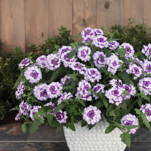 Superbena Sparkling® Amethyst Verbena | Proven Winners® - Image 2