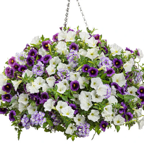 Superbena Sparkling® Amethyst Verbena | Proven Winners® - Image 3