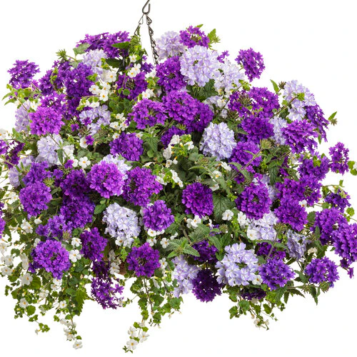 Superbena® Stormburst | Proven Winners®" - Image 3