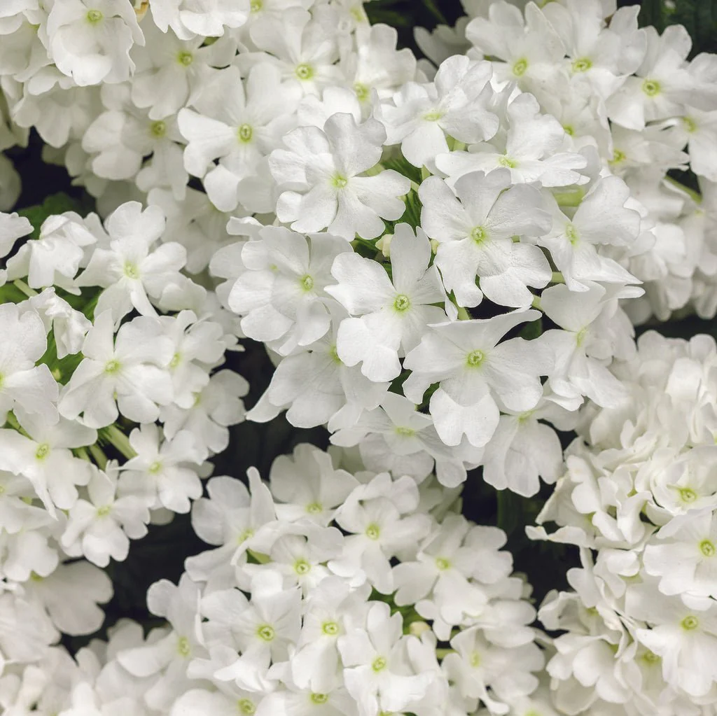 Superbena® Whiteout™ Verbena | Proven Winners®