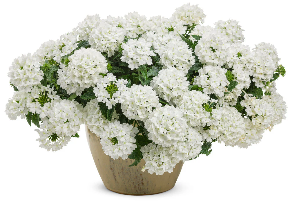 Superbena® Whiteout™ Verbena | Proven Winners® - Image 2