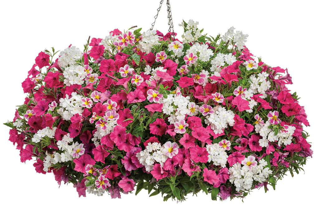 Superbena® Whiteout™ Verbena | Proven Winners® - Image 3