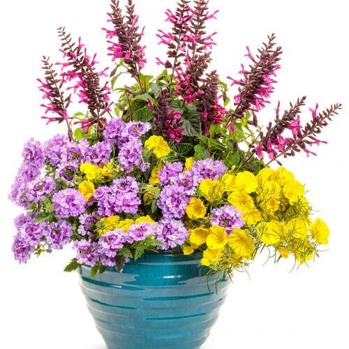 Superlophus™ Sunglow Texas Primrose | Proven Winners® - Image 2