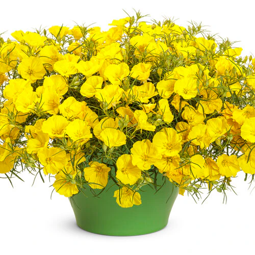 Superlophus™ Sunglow Texas Primrose | Proven Winners® - Image 3