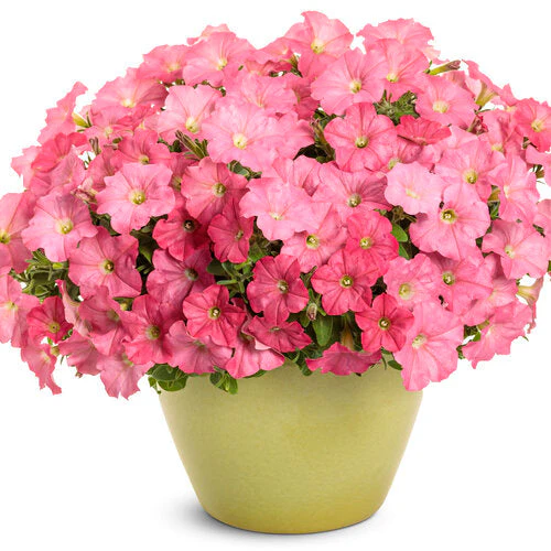 Supertunia® Bermuda Beach® Petunia | Proven Winners® - Image 2