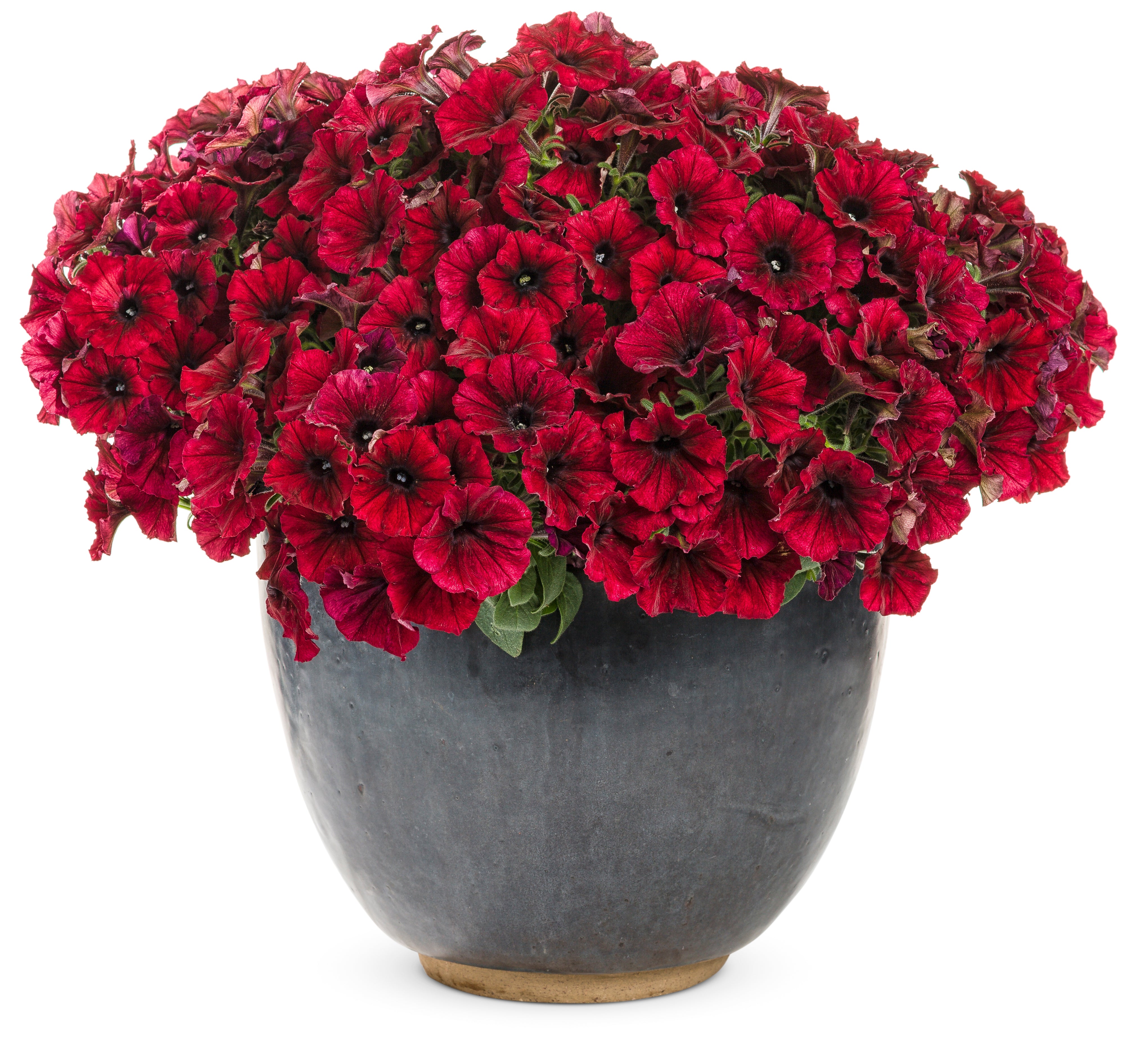 Supertunia® Black Cherry® Petunia | Proven Winners® - Image 2