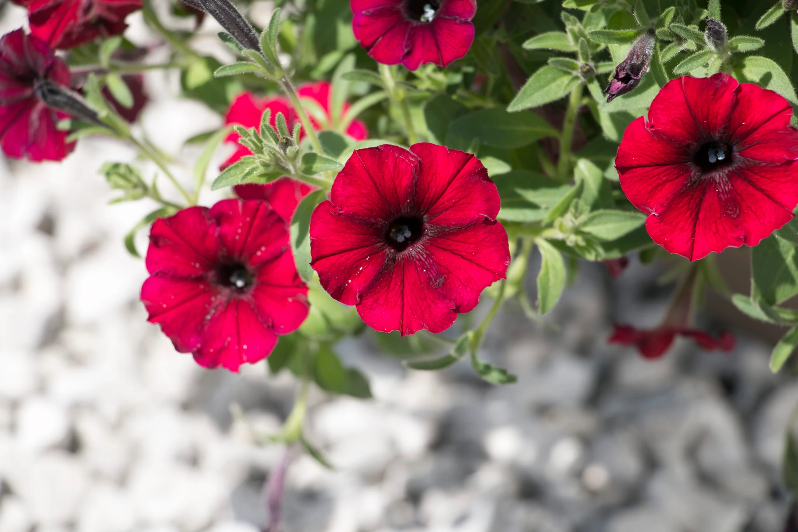 Supertunia® Black Cherry® Petunia | Proven Winners® - Image 3