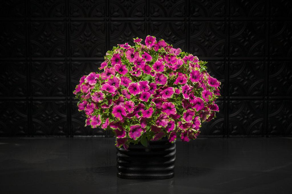 Supertunia® Picasso in Purple® Petunia | Proven Winners® - Image 2