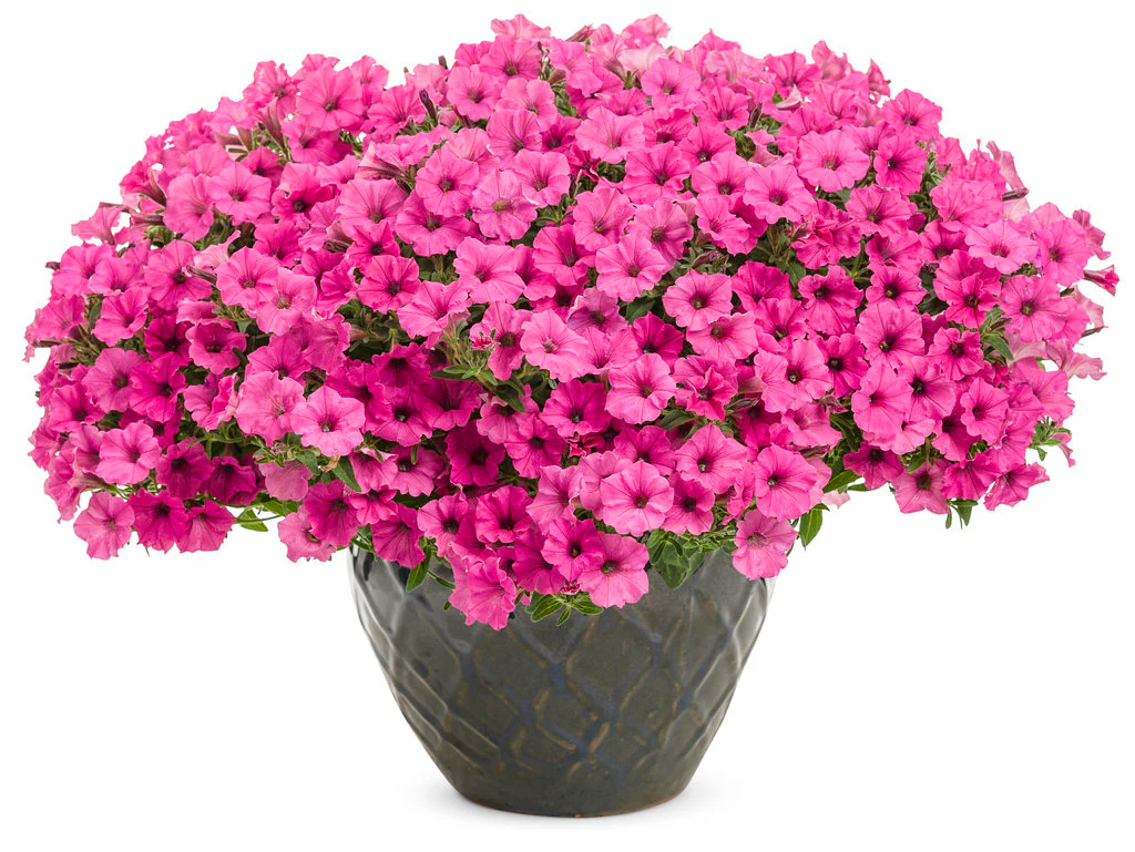 Supertunia Mini Vista® Hot Pink Petunia | Proven Winners - Image 2