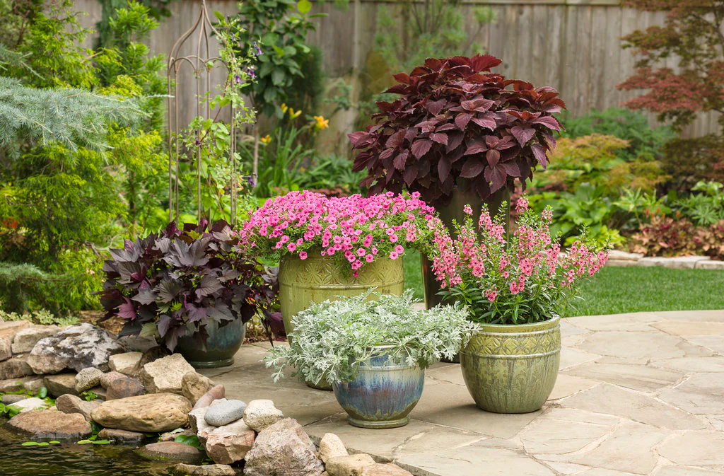 Supertunia Mini Vista® Hot Pink Petunia | Proven Winners - Image 3