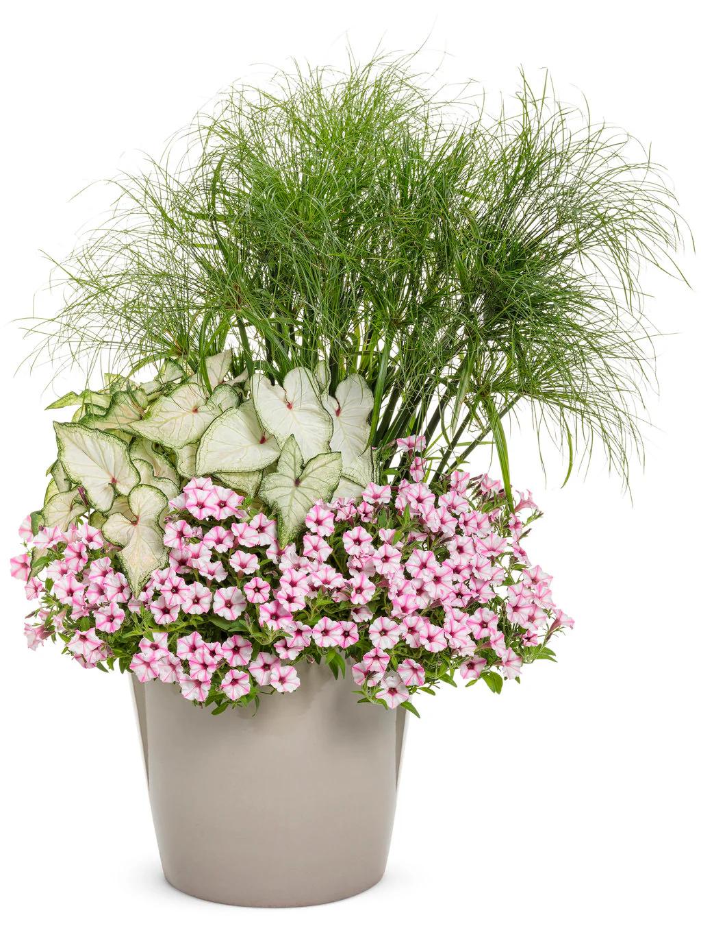 Supertunia Mini Vista® Pink Star Petunia | Proven Winners - Image 3