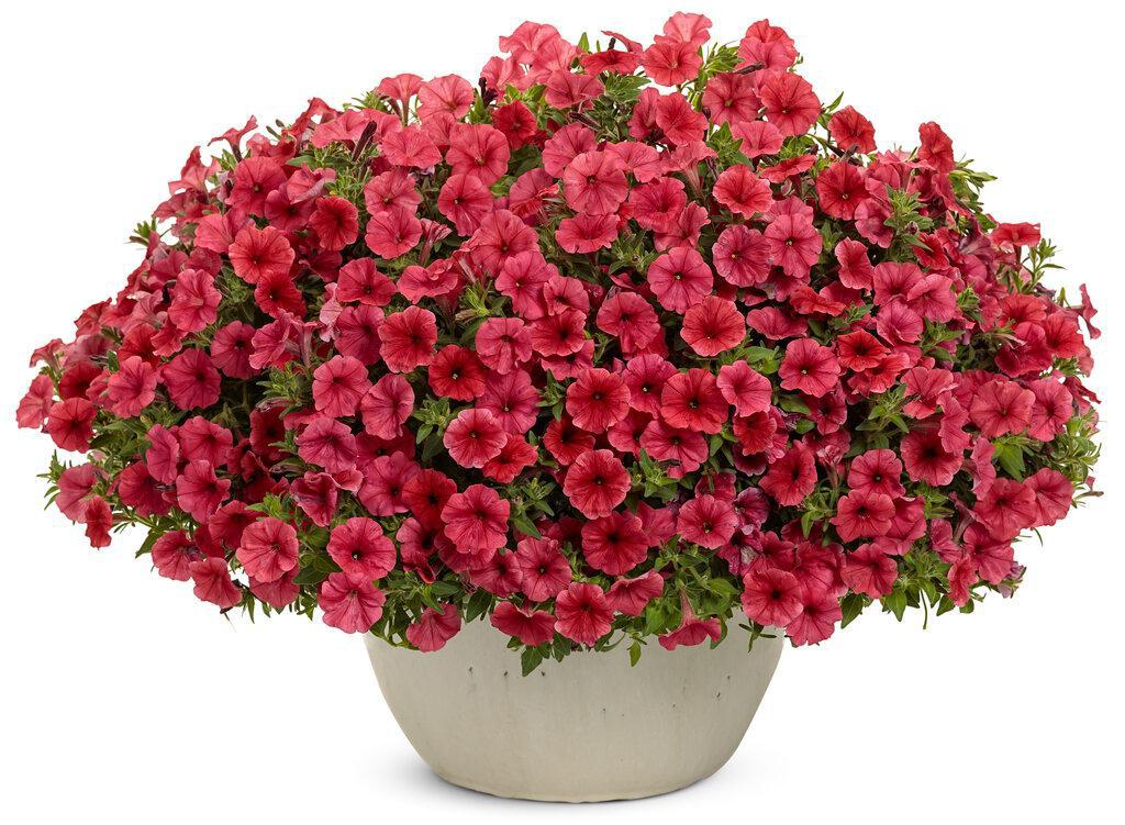 Supertunia Mini Vista® Scarlet Petunia | Proven Winners® - Image 3