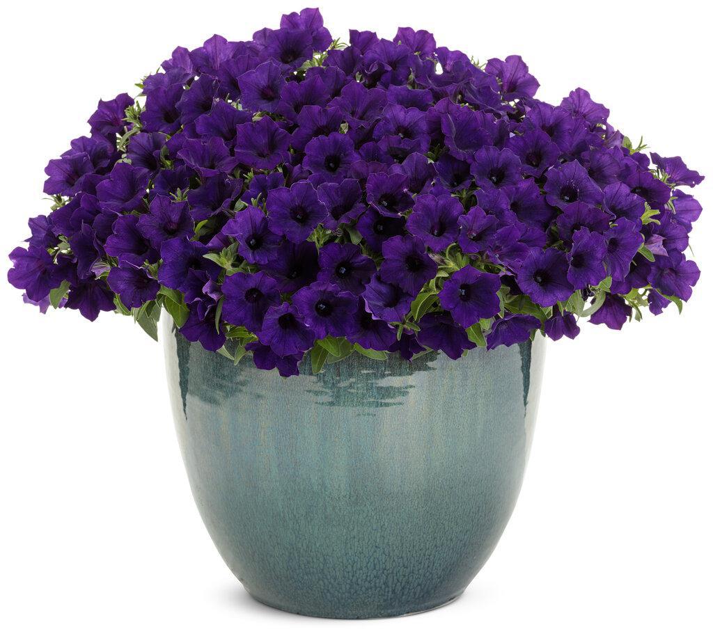 Supertunia Mini Vista® Ultramarine Petunia | Proven Winners® - Image 3