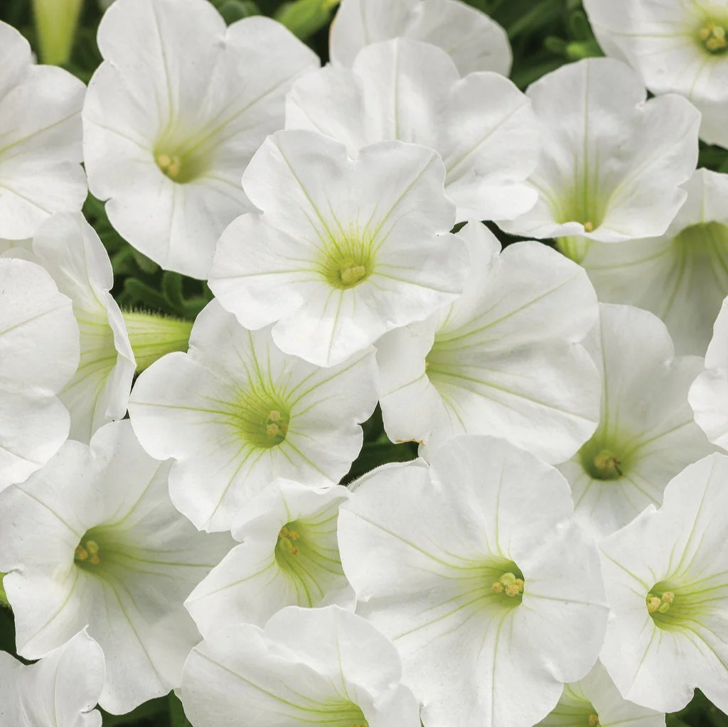 Supertunia Mini Vista® White Petunia | Proven Winners