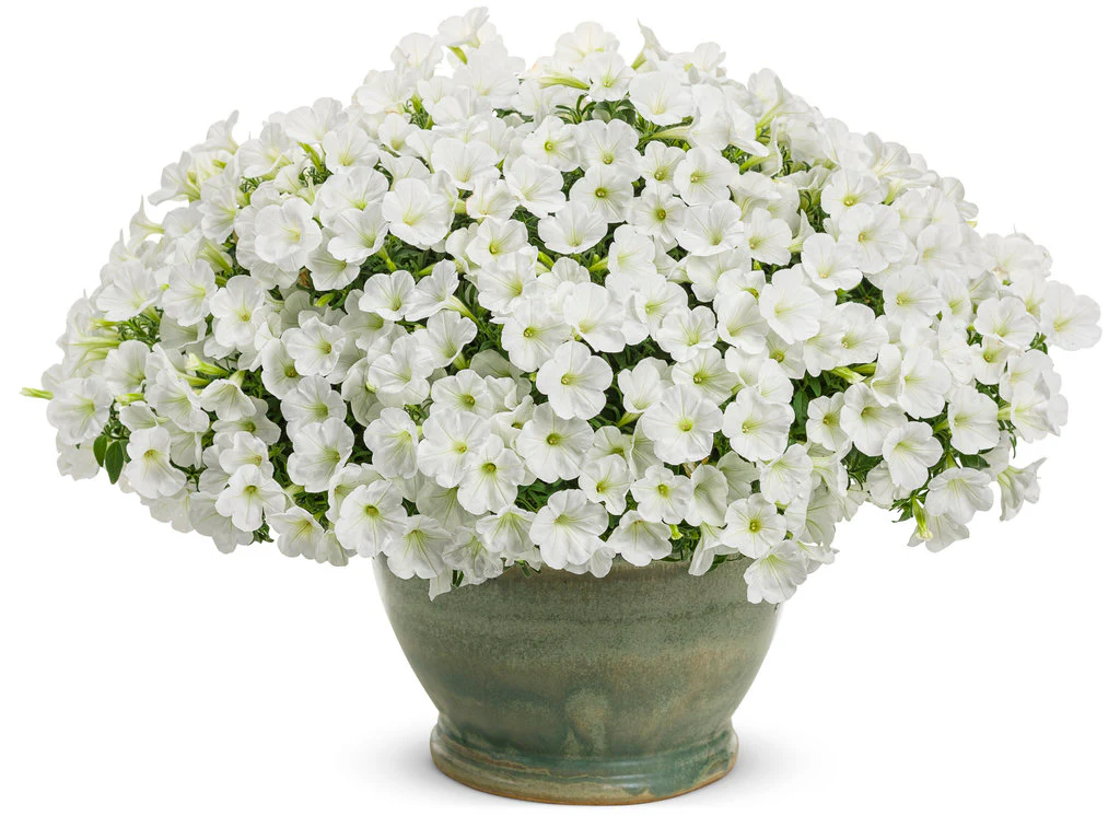 Supertunia Mini Vista® White Petunia | Proven Winners - Image 2