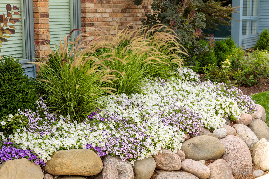 Supertunia Mini Vista® White Petunia | Proven Winners - Image 3