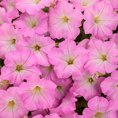 Supertunia Mini Vista Pink Cloud | Proven Winners® - Image 2
