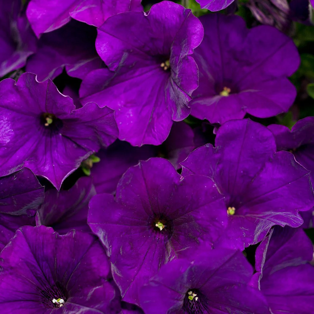 Supertunia® Royal Velvet® Petunia| Proven Winners®