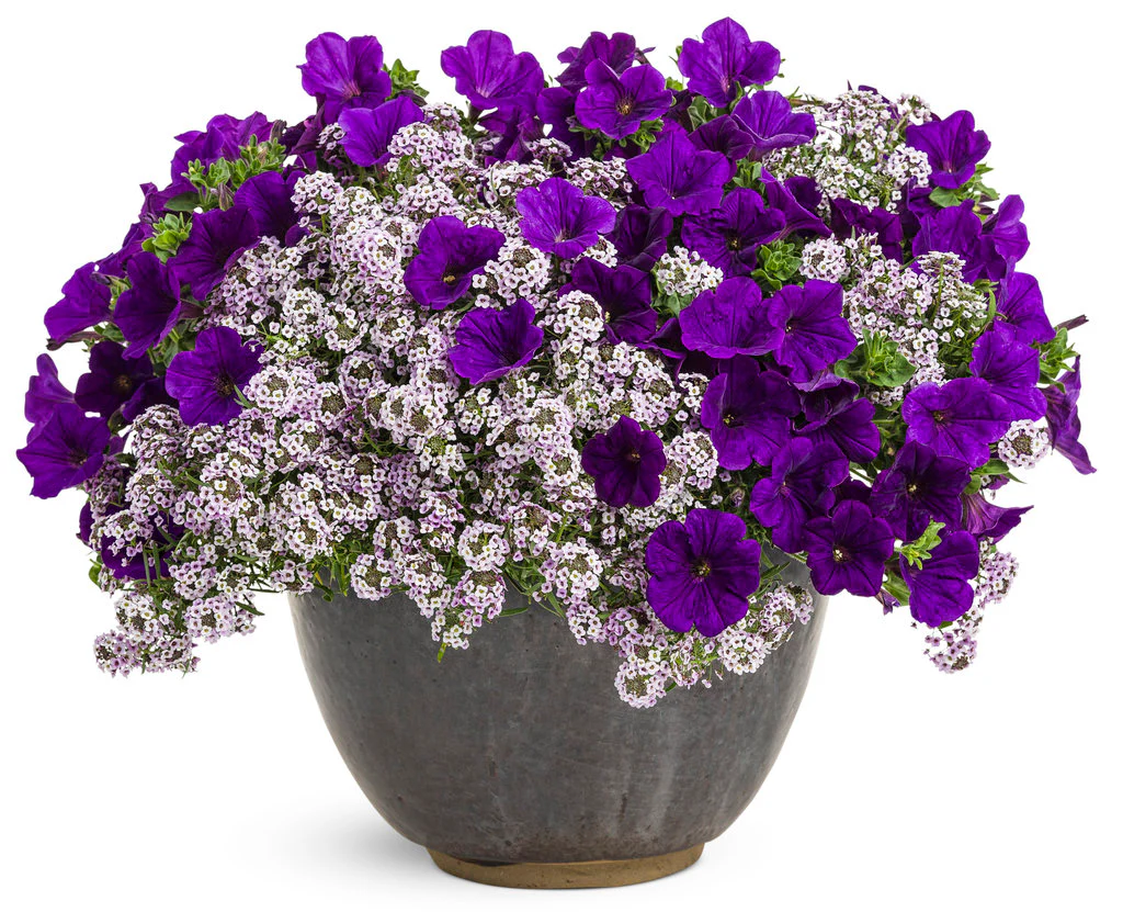 Supertunia® Royal Velvet® Petunia| Proven Winners® - Image 2