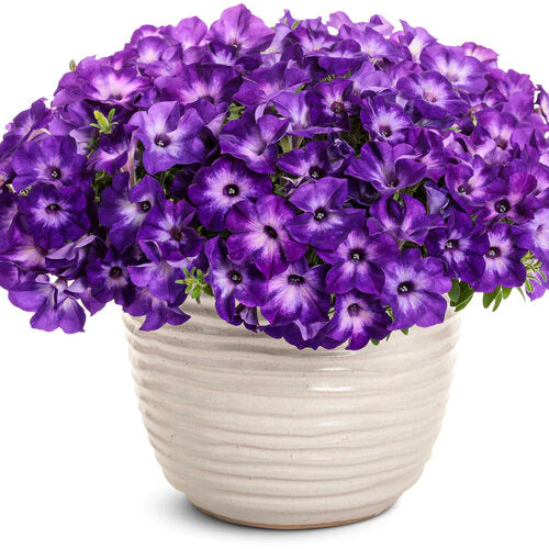 Supertunia® Blue Tiara™ Petunia | Proven Winners® - Image 2