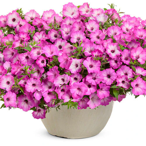 Supertunia® Pink Tiara™ Petunia | Proven Winners® - Image 2