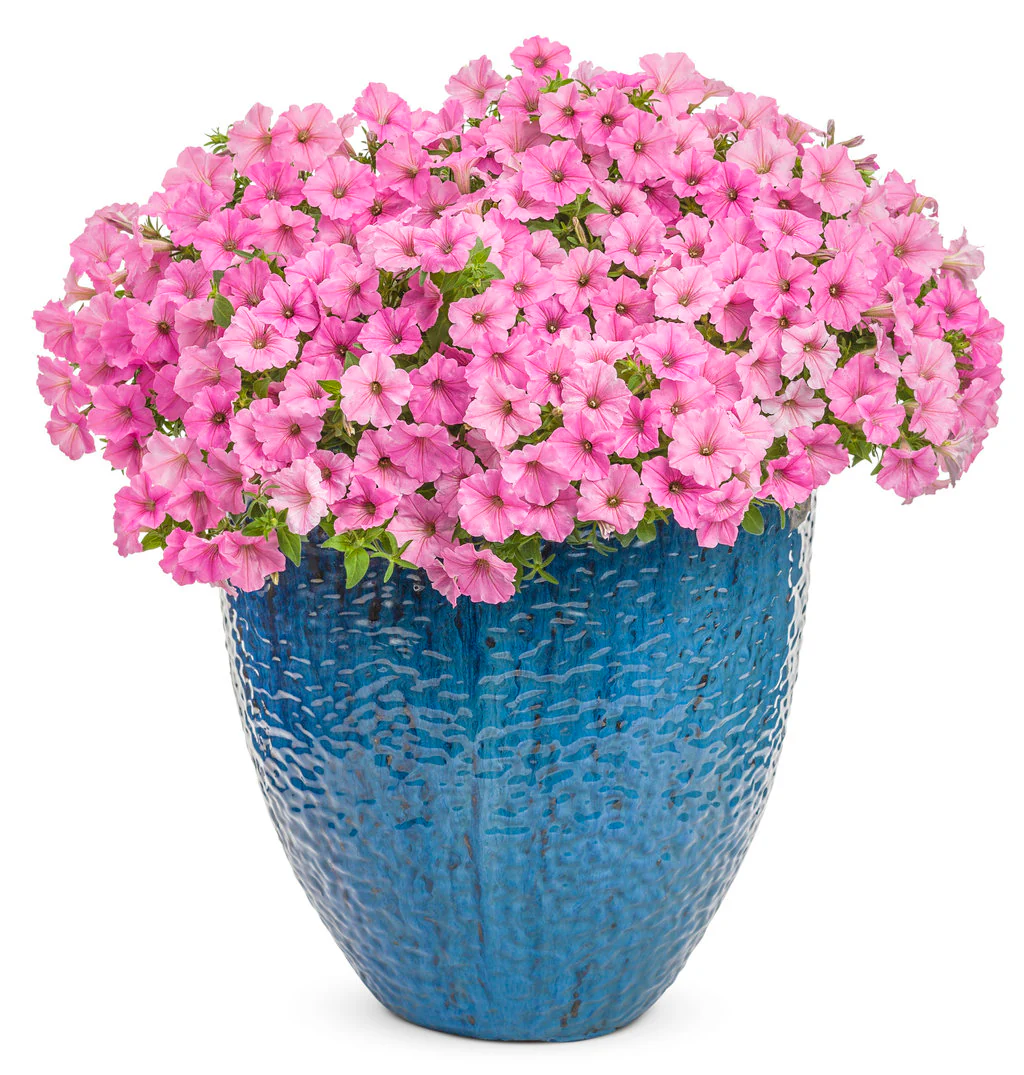 Supertunia Vista® Bubblegum® Petunia | Proven Winners® - Image 2