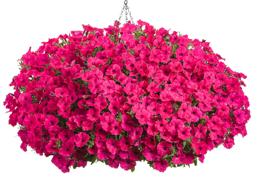 Supertunia Vista® Fuchsia Petunia| Proven Winners® - Image 2