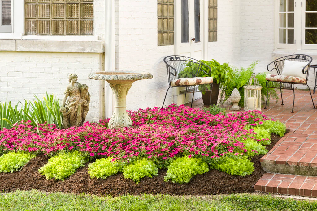 Supertunia Vista® Fuchsia Petunia| Proven Winners® - Image 3
