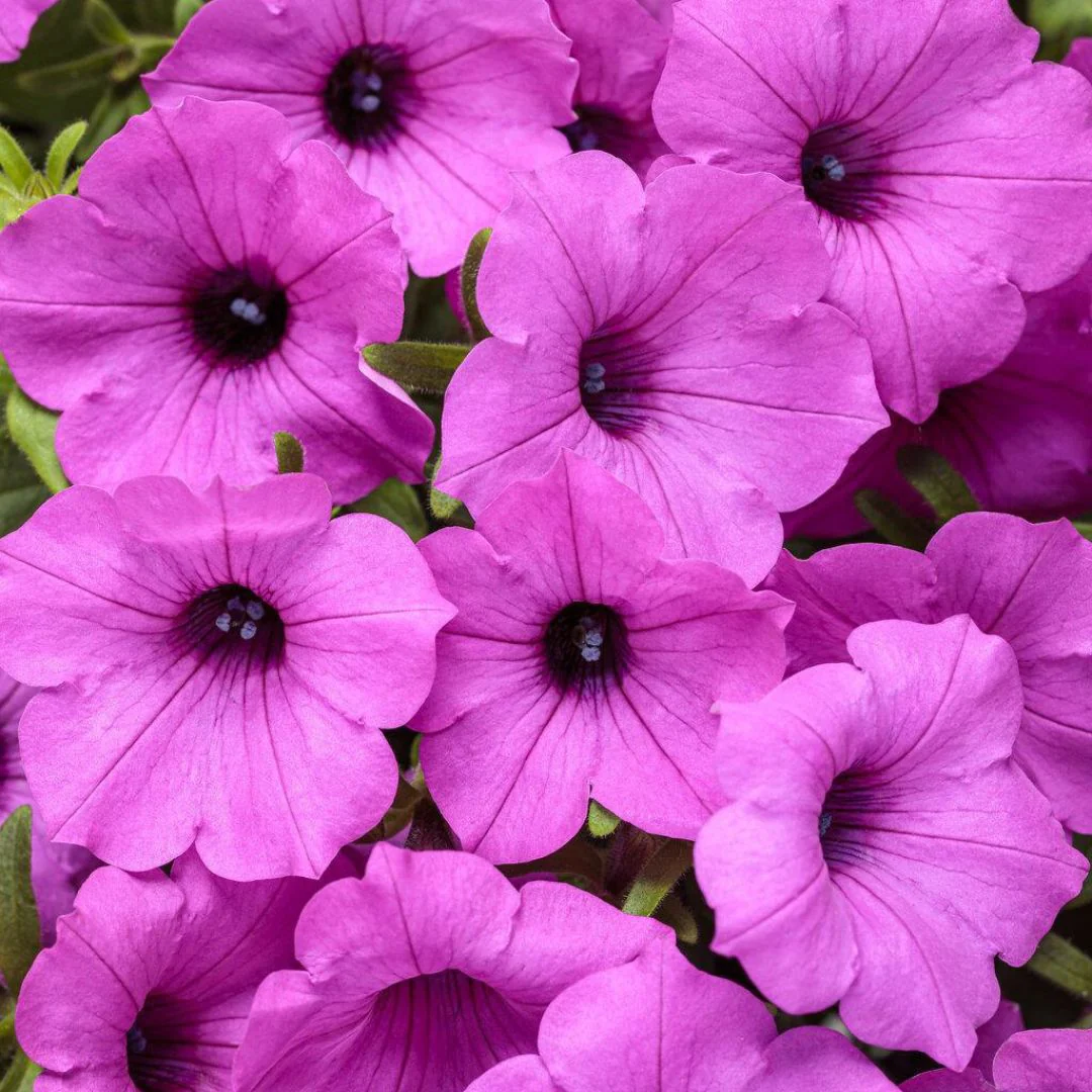 Supertunia Vista® Jazzberry® Petunia | Proven Winners®