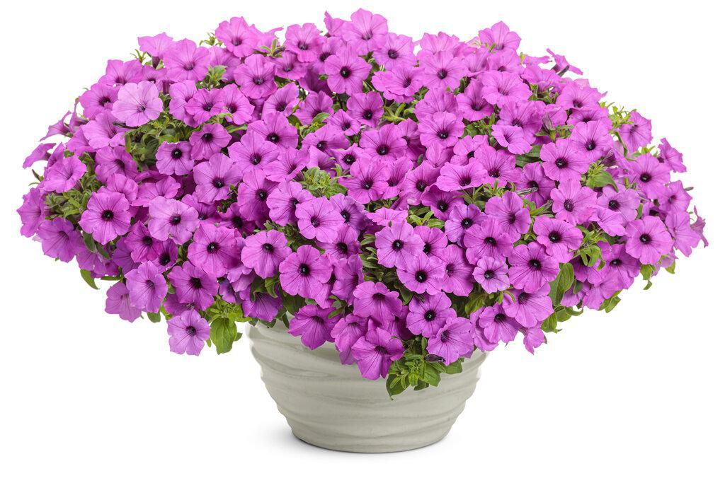 Supertunia Vista® Jazzberry® Petunia | Proven Winners® - Image 2