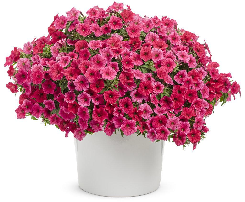 Supertunia Vista® Paradise Petunia | Proven Winners® - Image 2