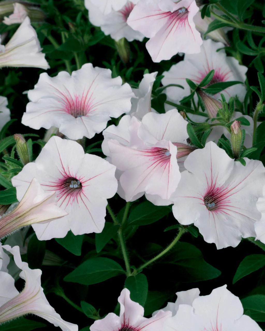 Supertunia Vista® Silverberry Petunia | Proven Winners® - Image 2