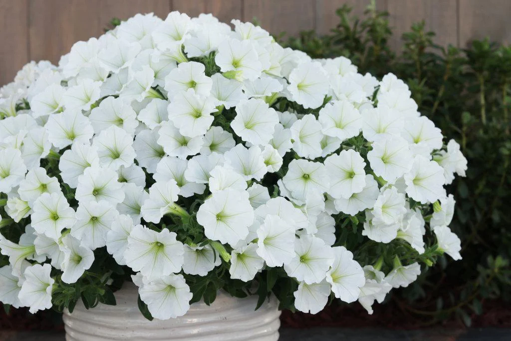 Supertunia Vista® Snowdrift™ Petunia | Proven Winners® - Image 2