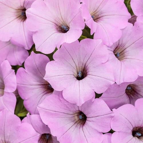 Supertunia Vista Cool Jazz Petunia | Proven Winners® - Image 2