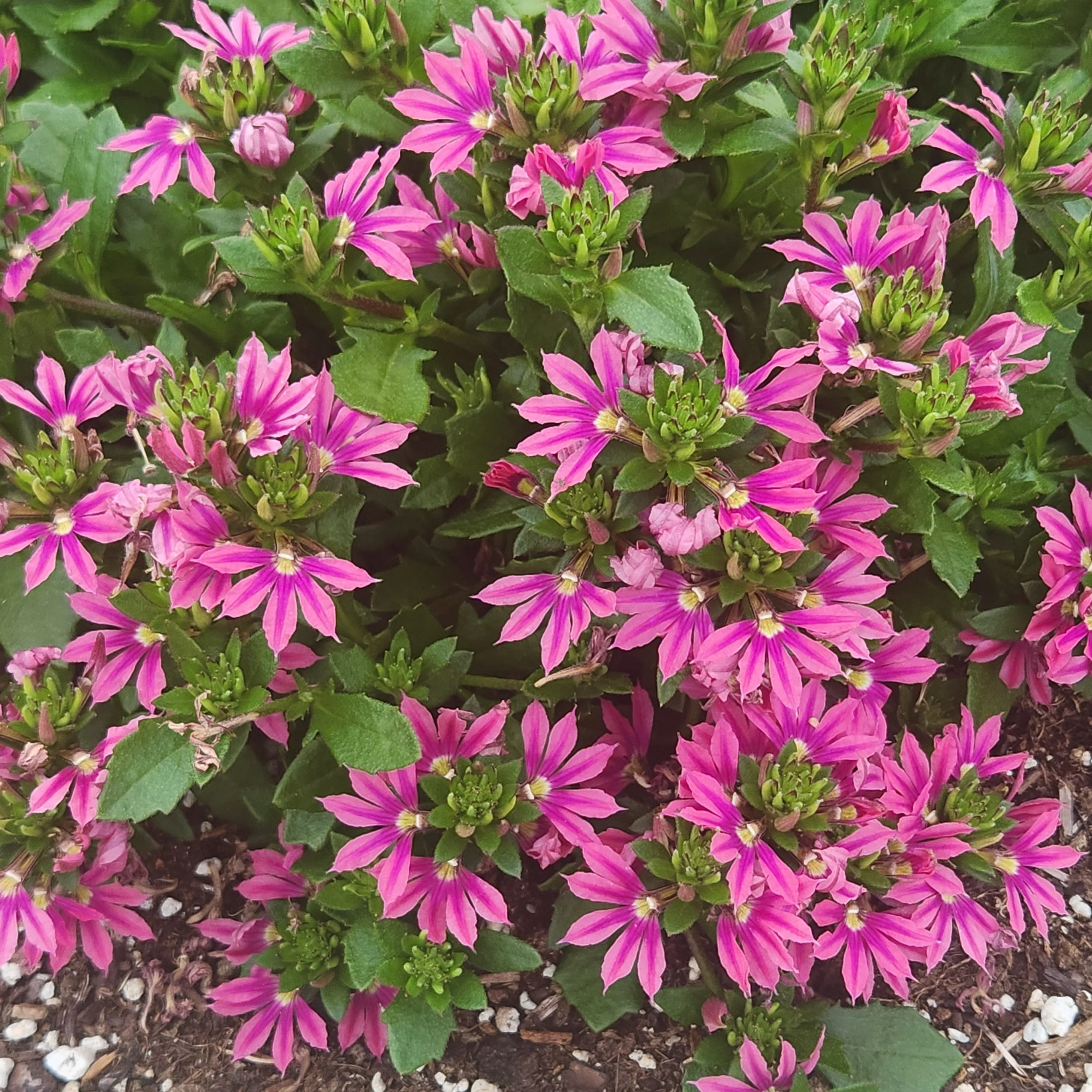 Surdiva Fashion Pink' Scaevola | Creekside Champions™ - Image 3