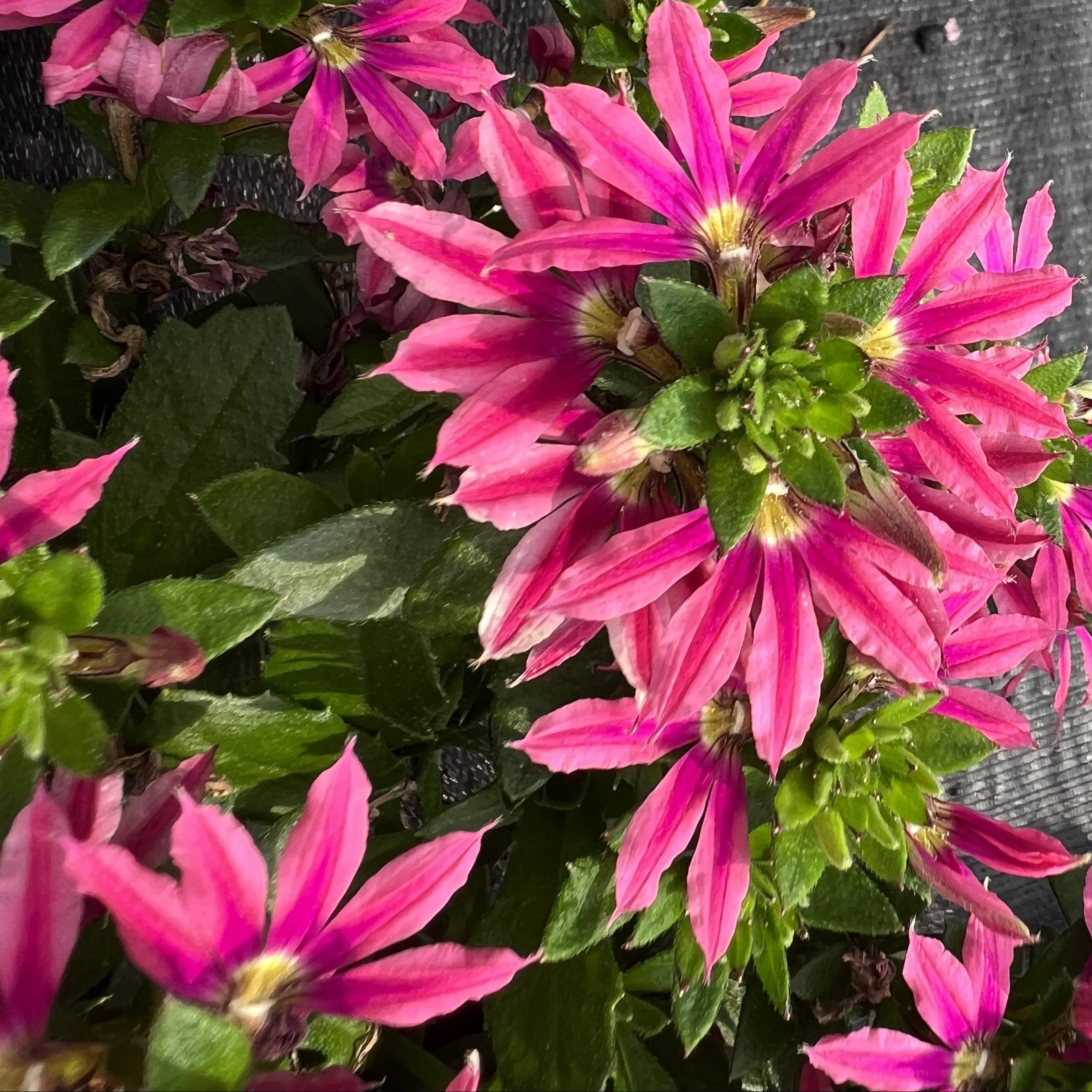 Surdiva Fashion Pink' Scaevola | Creekside Champions™ - Image 4