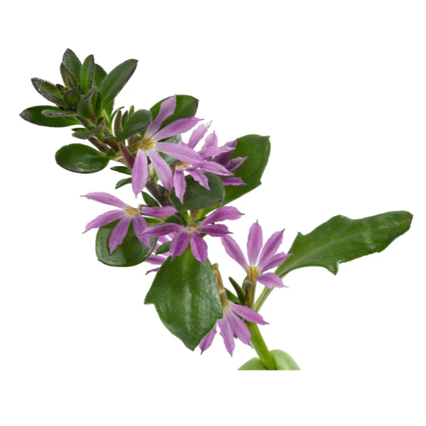 Surdiva Lilac Mist' Scaevola | Creekside Champions™ - Image 3