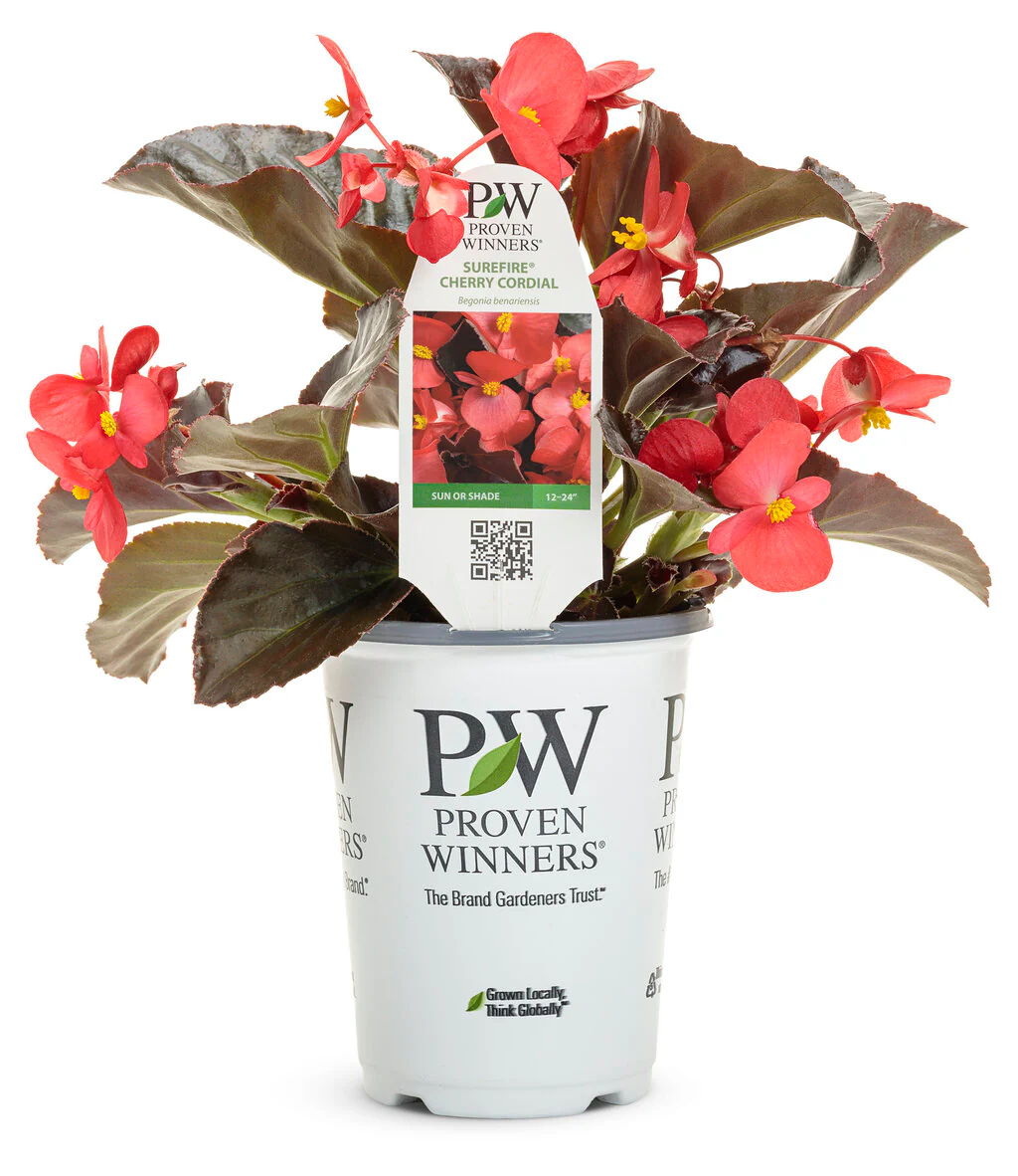Surefire® Cherry Cordial™ | Proven Winners® - Image 7