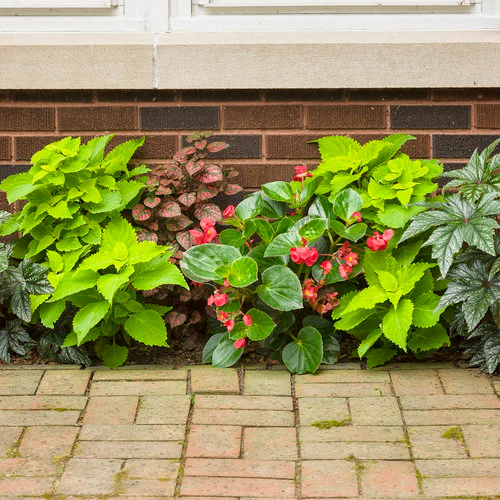 Surefire® Red Begonia | Proven Winners® - Image 2