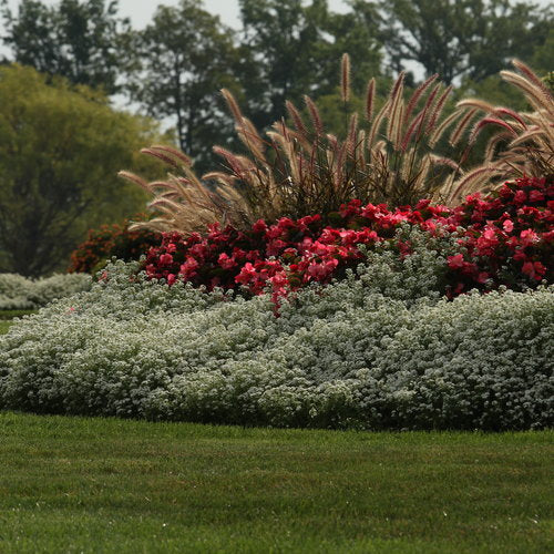 Surefire® Red Begonia | Proven Winners® - Image 3