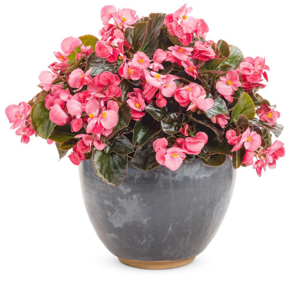 Surefire® Rose Begonia | Proven Winners® - Image 2